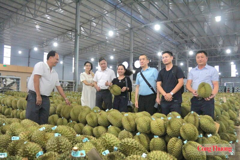 Các doanh nghiệp của Trung Quốc tới Đắk Lắk hợp tác xuất khẩu sầu riêng. Ảnh: Bảo An