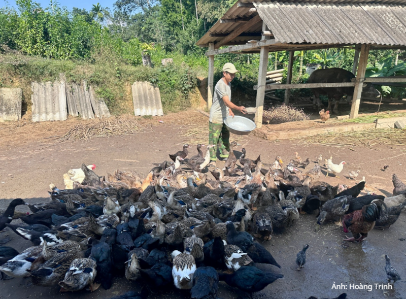 Vịt bầu Quỳ Châu giá bán cao hơn nhiều loại gia cầm khác, nhưng nguồn cung vẫn không đủ cầu.