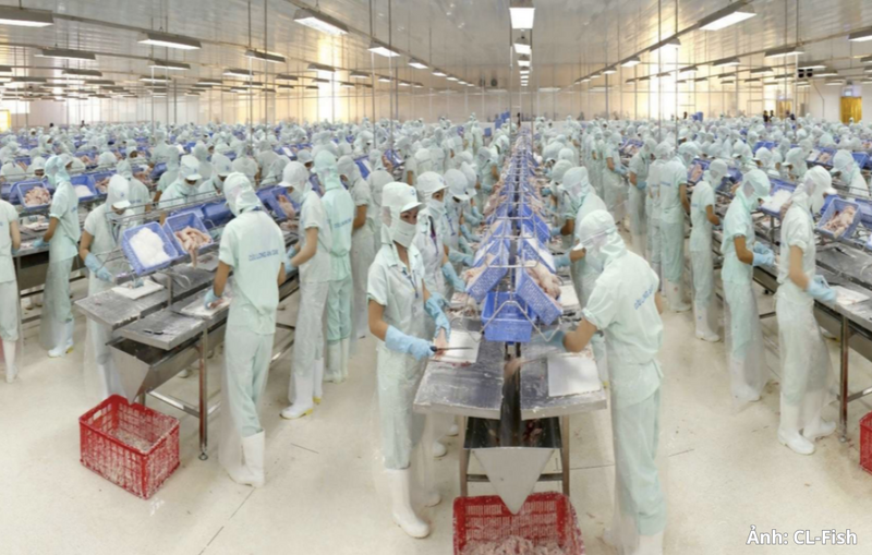 Cá tra là một trong những mặt hàng thủy sản xuất khẩu có thế mạnh của Việt Nam.