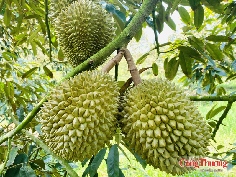 Trung Quốc là thị trường xuất khẩu sầu riêng lớn nhất của Việt Nam, tiêu thụ hơn 95% lượng sầu riêng tươi xuất khẩu.