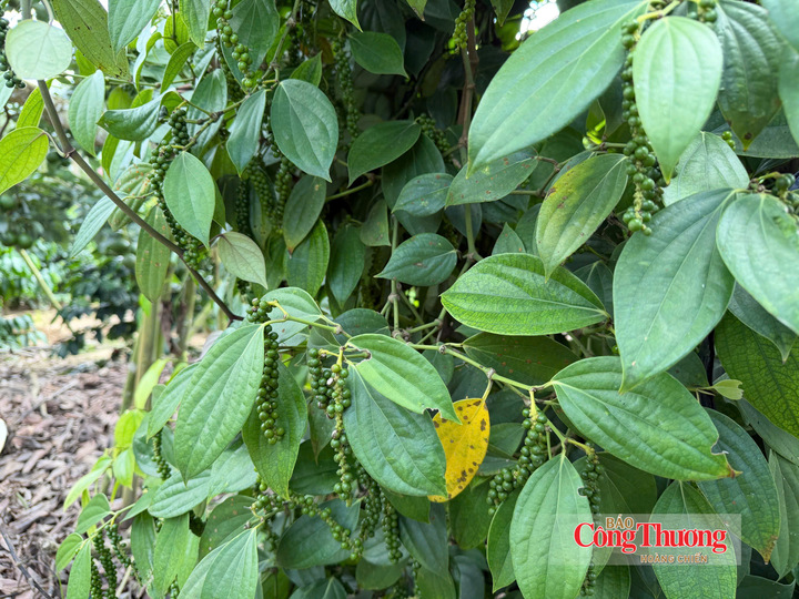 Vườn trồng hồ tiêu tại Lâm Đồng
