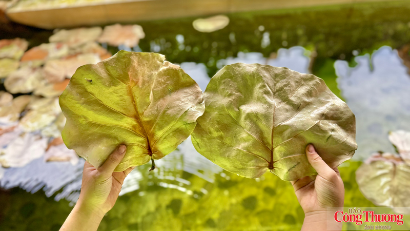 Từ những chiếc lá bàng biển tưởng chừng bỏ đi đã được biến thành sản phẩm xuất khẩu.