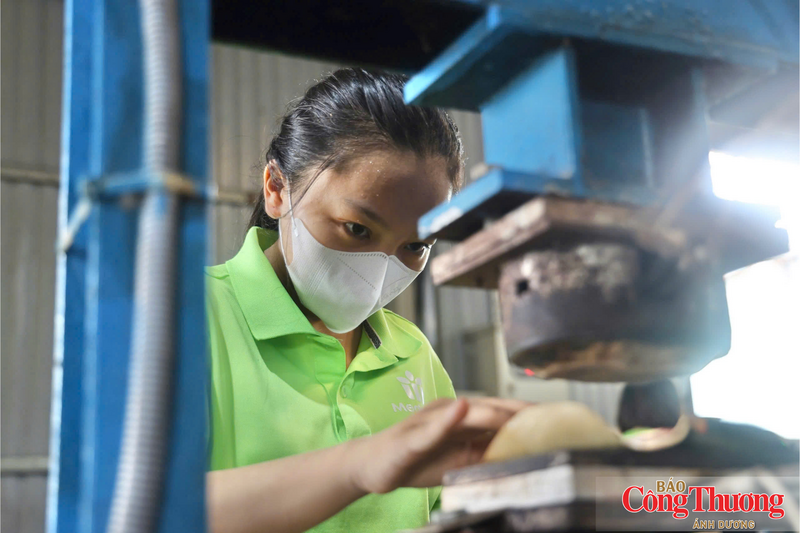 Sau khi được rửa sạch, lá bàng biển được sấy khô rồi đem đi ép nhiệt, tạo hình.