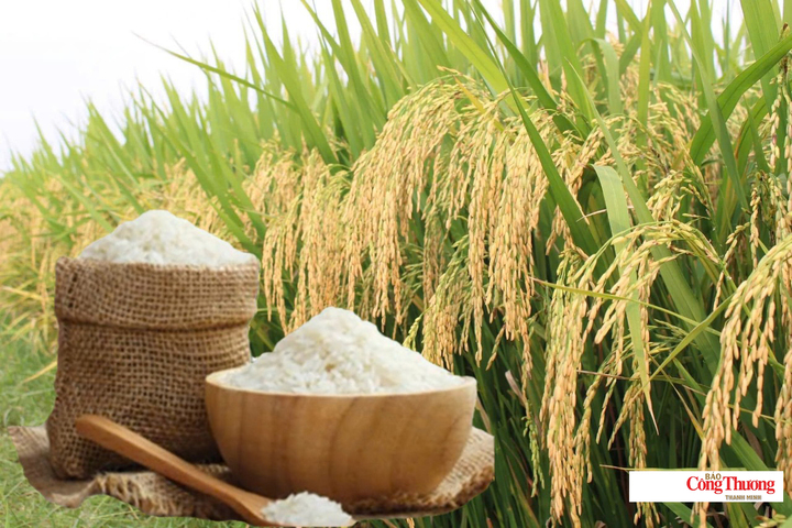 Giá lúa gạo hôm nay ngày 7/8/2026: Lúa tươi tiếp đà tăng.