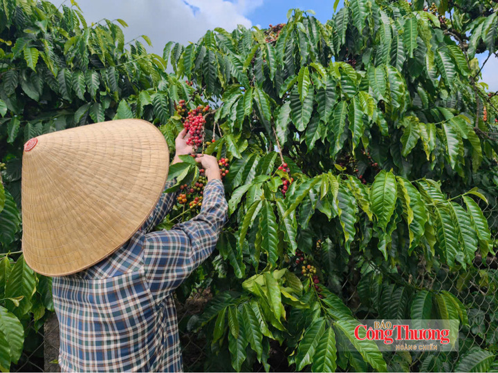 Thu hoạch cà phê tại Lâm Đồng