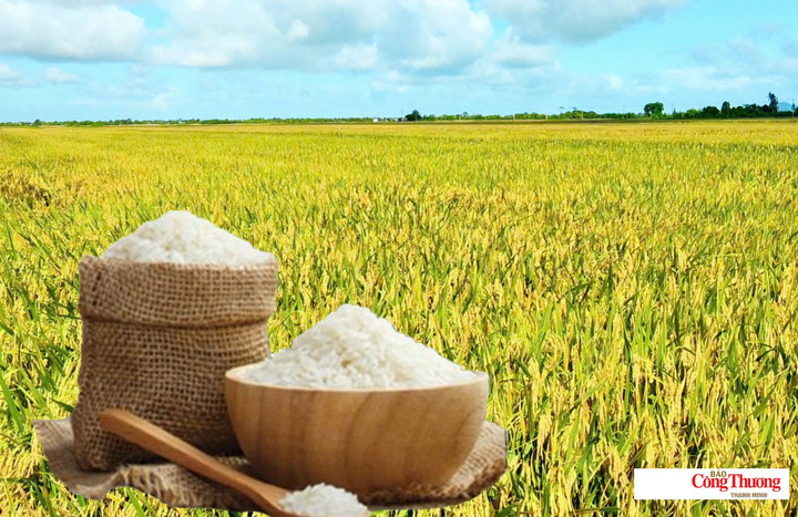 Giá lúa gạo hôm nay ngày 8/8/2026: Gạo thơm Jasmine giảm 500 đồng/kg.