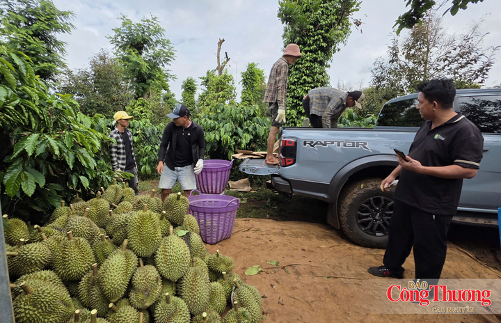 Nông dân mong muốn sớm được cấp mã số vùng trồng để thuận lợi bán sầu riêng.