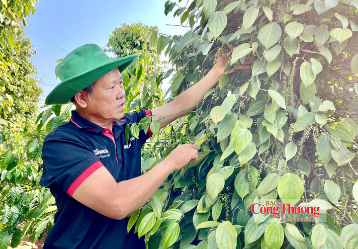 Thu hoạch hồ tiêu tại Gia Lai