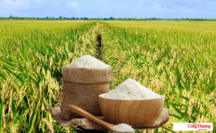 Giá lúa gạo hôm nay ngày 9/8, tuần qua: Lúa, gạo xuất khẩu biến động.