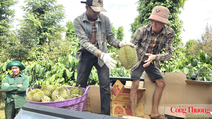 Tỉnh Đắk Lắk hướng đến hình thành hệ sinh thái sản xuất - chế biến - logistics - thương mại đồng bộ, tạo sức cạnh tranh cho các mặt hàng xuất khẩu chủ lực.