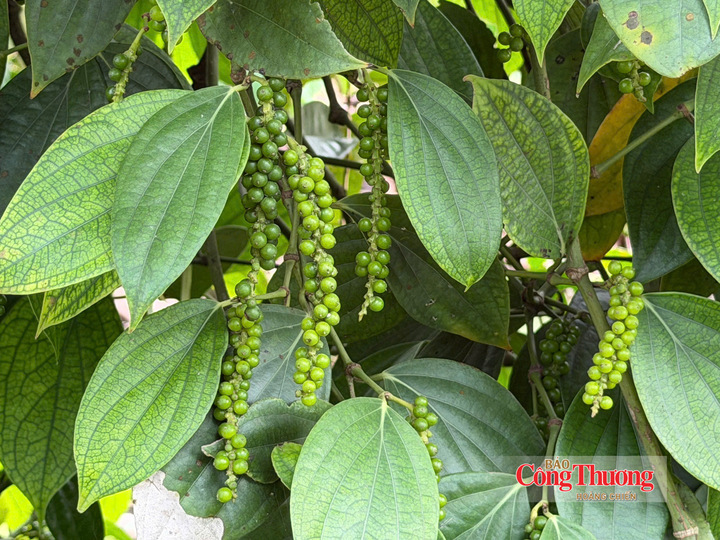 Vườn trồng hồ tiêu tại Lâm Đồng