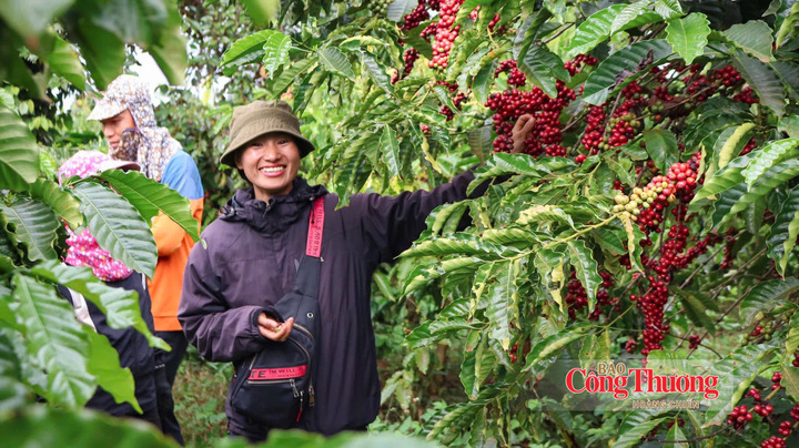 Thu hoạch cà phê tại Gia Lai