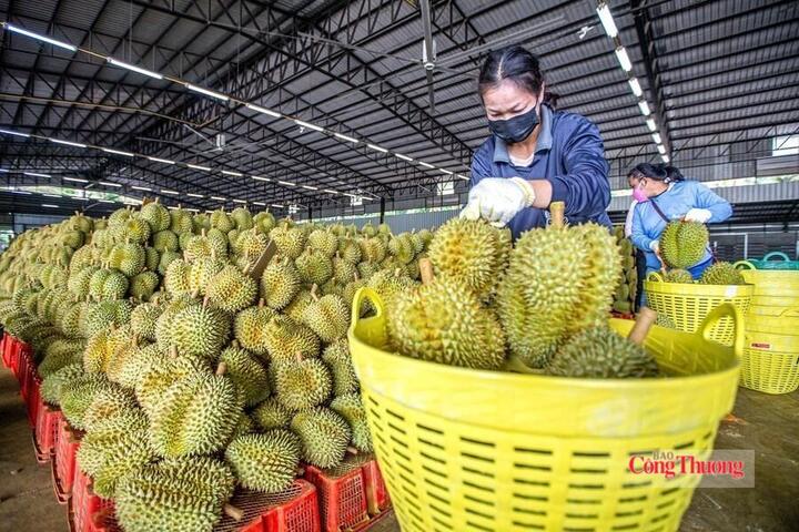 Các thị trường ngày càng siết chặt yêu cầu về an toàn thực phẩm, dư lượng thuốc bảo vệ thực vật và kiểm dịch, đòi hỏi doanh nghiệp xuất khẩu nông sản chủ động cập nhật quy định SPS. Ảnh: Lan Anh