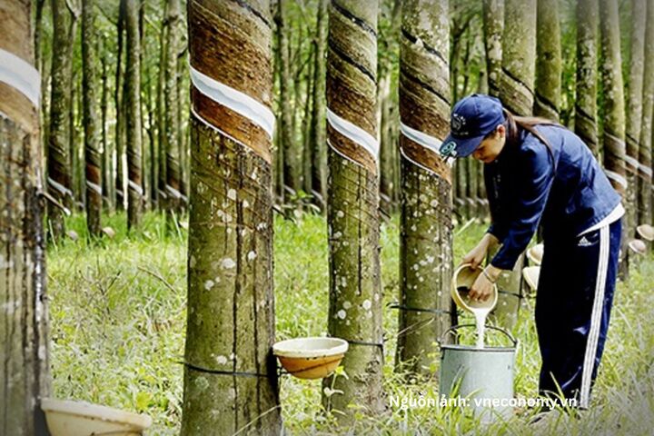 Cây cao su có tiềm năng hấp thụ, lưu trữ carbon, song không phải toàn bộ lượng carbon lưu trữ đều có thể chuyển thành tín chỉ để giao dịch.