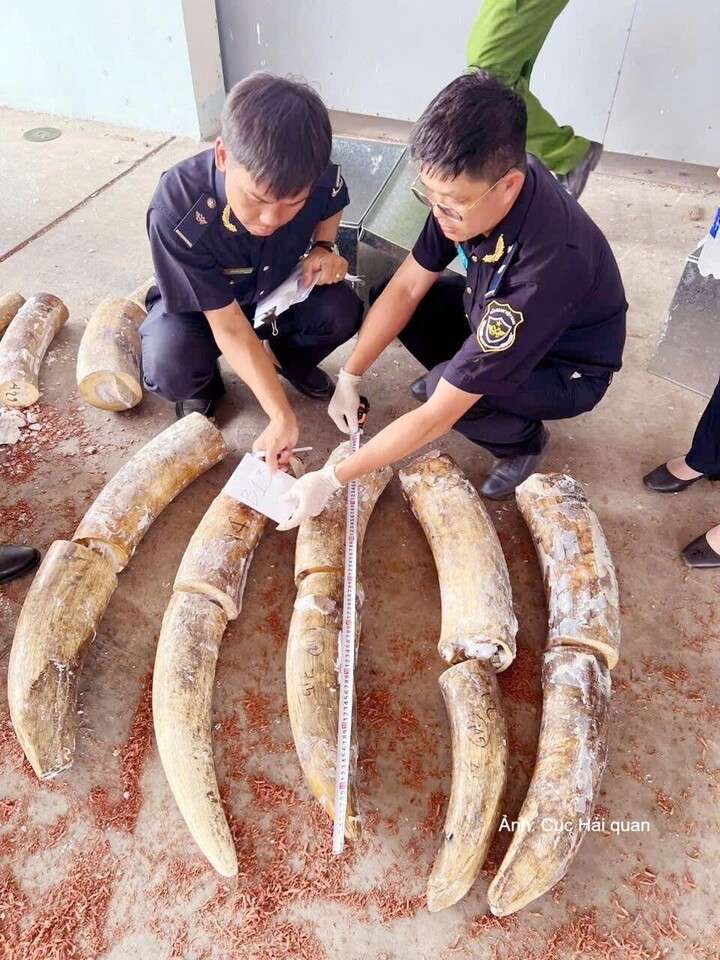 Lực lượng Hải quan kiểm đếm số ngà voi phát hiện, thu giữ. Ảnh: Cục Hải quan