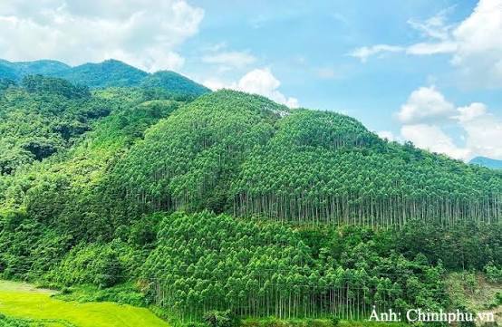 Thành lập Hội đồng thẩm định điều chỉnh Quy hoạch lâm nghiệp tầm nhìn đến năm 2050.