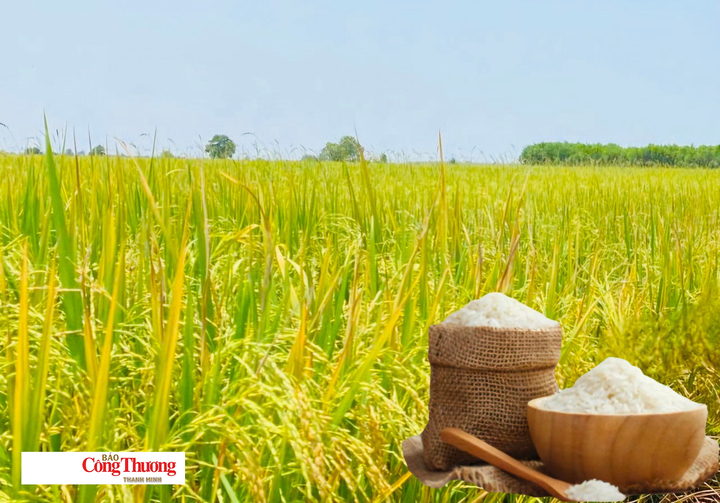 Giá lúa gạo hôm nay ngày 13/8: Gạo xuất khẩu tăng, lúa tươi chững giá.