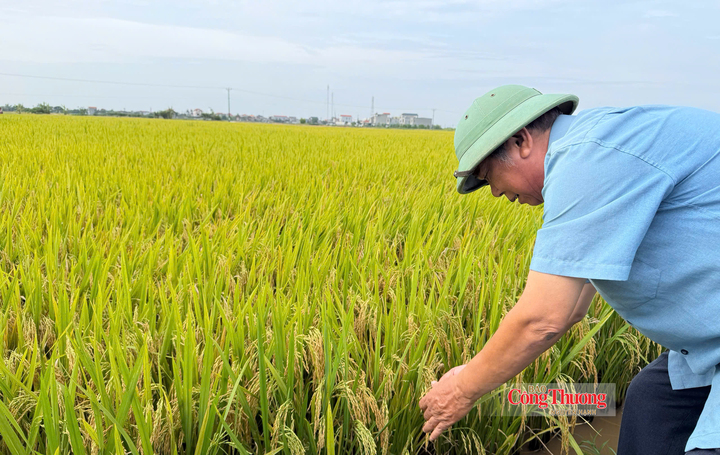 Trồng lúa giảm phát thải tại tại xã Tân An, TP. Hải Phòng.