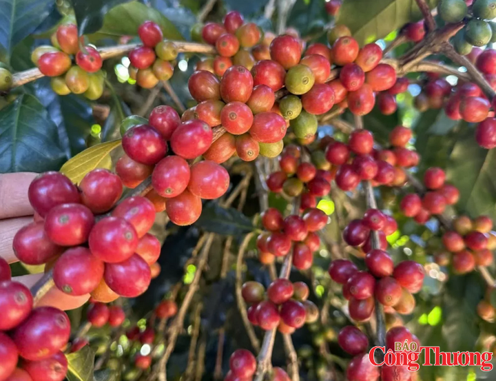 Giá cà phê Arabica tăng lên mức cao nhất trong 5 tuần do lo ngại khả năng gián đoạn nguồn cung tại Colombia.