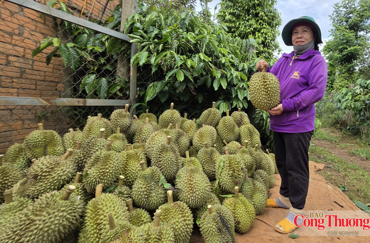 Sầu riêng góp phần mang lại đời sống ấm no cho hàng vạn nông dân Đắk Lắk.