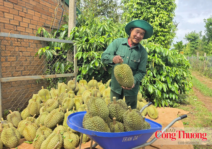 Lễ hội Sầu riêng Đắk Lắk năm 2026 với 18 hoạt động chính nhằm xúc tiến thương mại mặt hàng nông sản chủ lực của tỉnh.