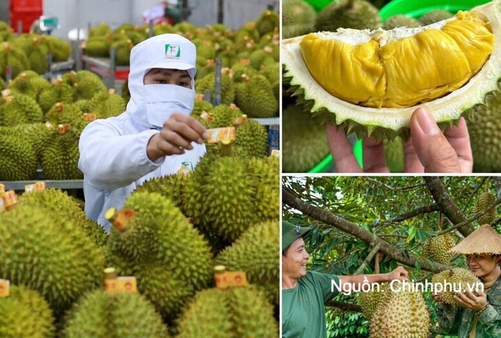 Các địa phương rà soát, quản lý chặt chẽ diện tích sầu riêng không mở rộng diện tích; tập trung nâng cao năng suất, chất lượng và hiệu quả sản xuất; tổ chức sản xuất gắn với liên kết chuỗi và nhu cầu thị trường.