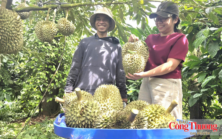 Đắk Lắk hiện có khoảng 41.000 ha sầu riêng, sản lượng năm 2026 dự kiến khoảng 500.000 tấn.
