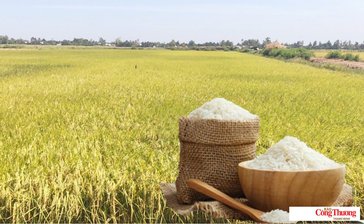 Giá lúa gạo hôm nay ngày 17/8: Gạo nguyên liệu xuất khẩu đảo chiều giảm.