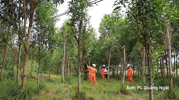 Nhân viên Công ty Điện lực Quảng Ngãi phát quang cây cối ảnh hưởng đến hành lang lưới điện.