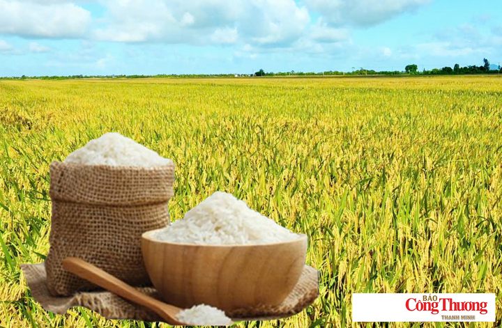 Giá lúa gạo hôm nay ngày 19//20268: Gạo nguyên liệu xuất khẩu tiếp đà giảm nhẹ.