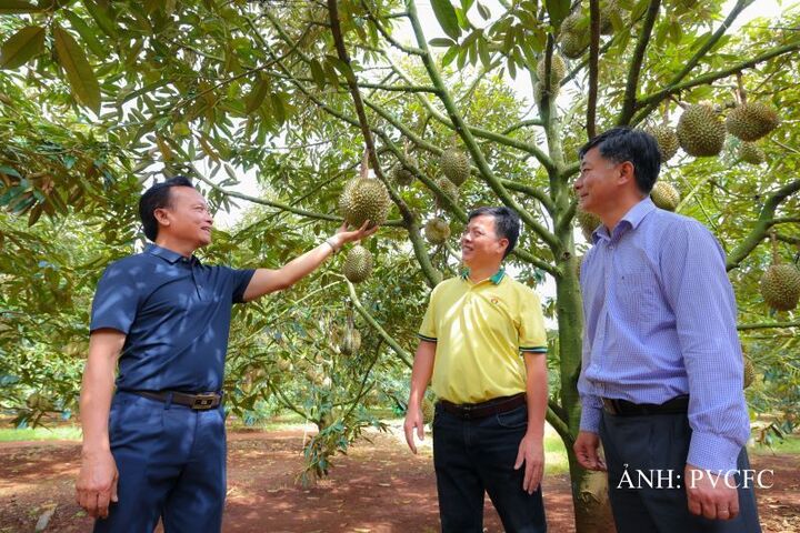 PGS.TS. Nguyễn Văn Nam, Phó Hiệu trưởng Trường Đại học Tây Nguyên đánh giá cao kết quả từ mô hình sử dụng Phân bón Cà Mau. Ảnh: PVCFC
