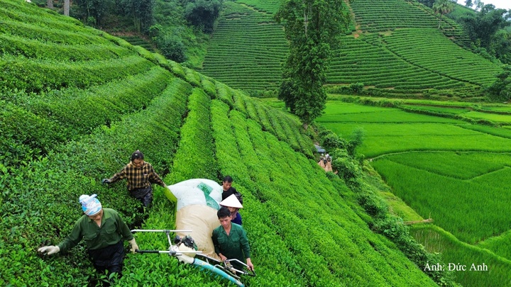 Toàn tỉnh Phú Thọ hiện có khoảng 14,5 nghìn ha chè, đứng thứ tư cả nước