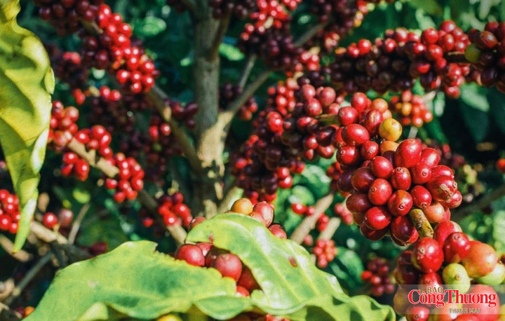 Sản phẩm cà phê của Gia Lai đã có mặt tại hơn 60 quốc gia và vùng lãnh thổ.