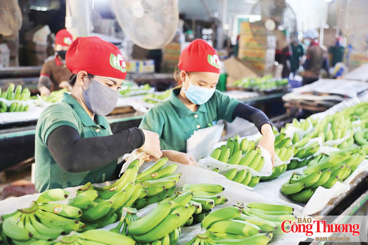 Quy trình đóng gói chuối xuất khẩu