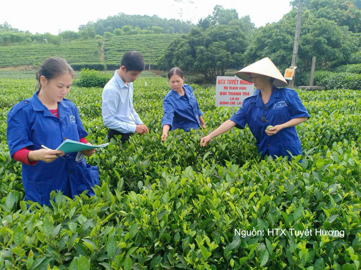 Hợp tác xã chè Tuyết Hương.