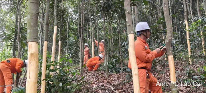 Nhân viên Điện lực hỗ trợ người dân thu hoạch, khai thác các cây quế lớn nằm ngoài hành lang an toàn nhưng có nguy cơ ngã đổ vào đường dây, vừa bảo vệ tài sản cho bà con vừa ngăn ngừa sự cố lưới điện từ sớm. Ảnh: PC Lào Cai