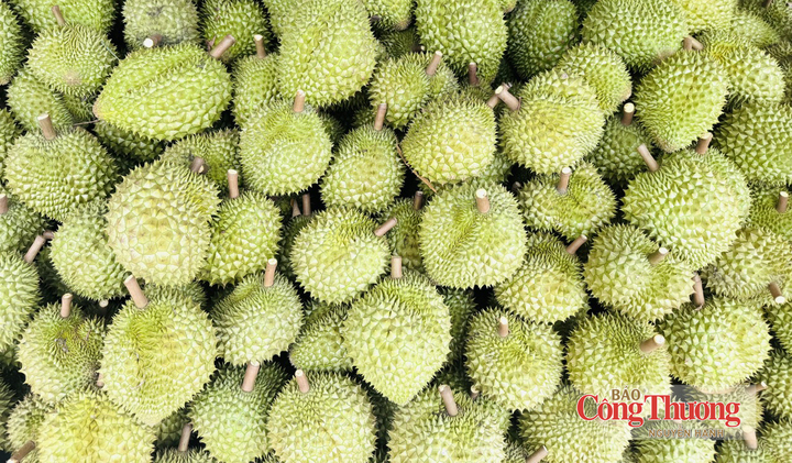Sầu riêng Đắk Lắk.