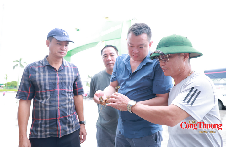 “Dịp này, có doanh nghiệp mang sản phẩm trực tiếp đến hội chợ, tôi quyết định mua một ít củ và lá sâm tươi về ngâm rượu, pha trà để bồi bổ sức khỏe. Mức giá dù cao nhưng hoàn toàn xứng đáng với chất lượng nguyên bản của sản phẩm”, ông Hùng bày tỏ.