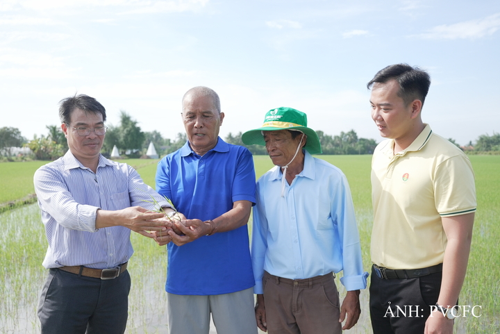 Ông Lê Văn Trạng (Tây Ninh) học hỏi Bí kíp vàng từ Phân bón Cà Mau trong canh tác lúa hiệu quả. Ảnh: PVCFC