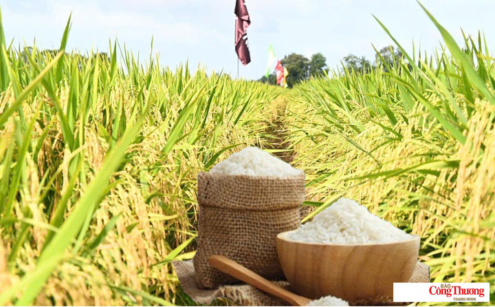 Giá lúa gạo hôm nay ngày 29/8/2026: Gạo nguyên liệu xuất khẩu giảm.