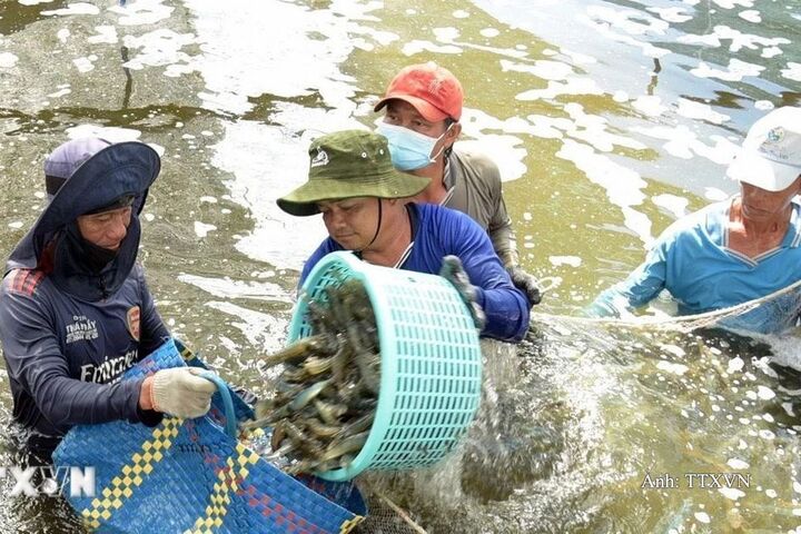 Tôm (mã RASFF 2026.6481) cũng nằm trong danh sách cảnh báo khi Hà Lan phát hiện hàm lượng polyphosphate (E452) quá cao. Ảnh minh hoạ