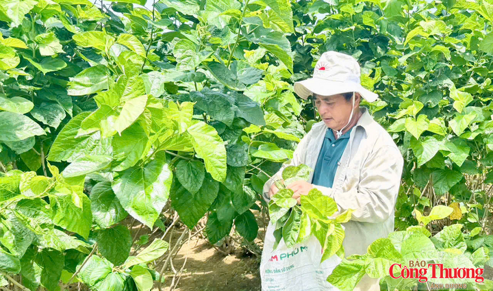 Trải qua nhiều thăng trầm, có khi tưởng chừng như phải bỏ nghề nhưng hiện nay, nhiều người đã có kinh tế ổn định nhờ nghề trồng dâu nuôi tằm
