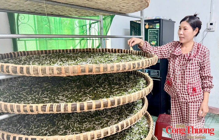 Hiện nghề trồng dâu, nuôi tằm ở thôn Đức Hiệp còn 16 hộ duy trì với tổng diện tích khoảng 5,5ha