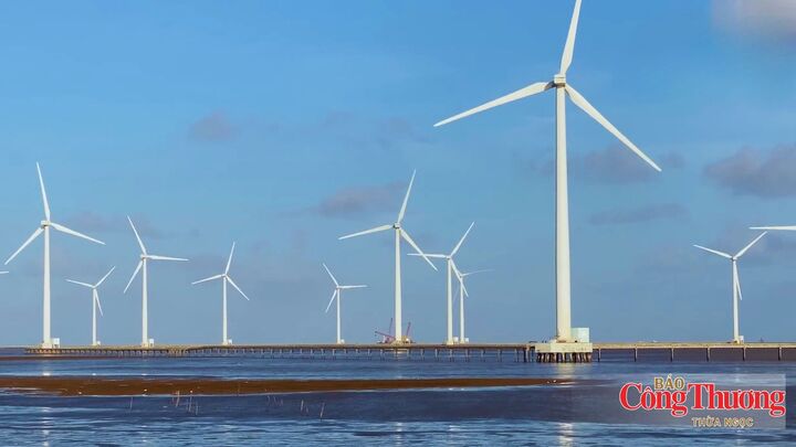 Theo quy hoạch, tổng công suất điện gió của Cà Mau đạt trên 2.300 MW.