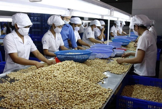 Việt Nam là thị trường cung cấp hạt điều lớn nhất vào thị trường Đức trong 5 tháng đầu năm 2026, đạt 22,3 nghìn tấn, trị giá 170,5 triệu USD. Ảnh: TTXVN