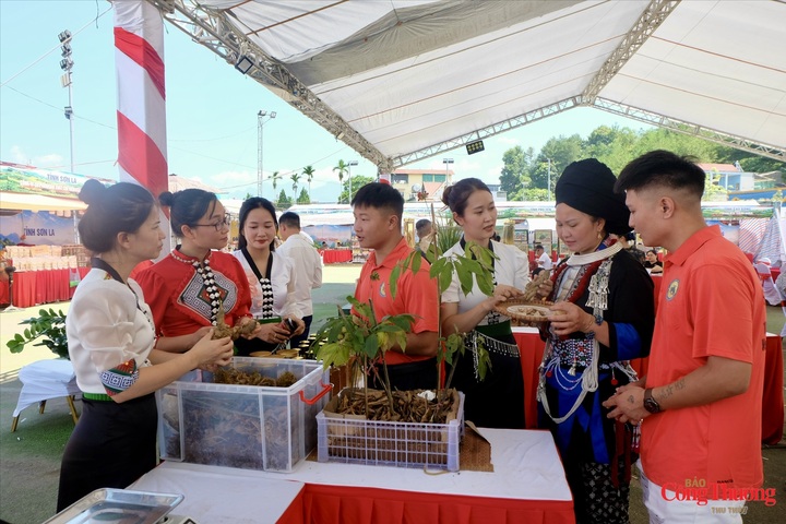 Gian hàng trưng bày và quảng bá sản phẩm Sâm Lai Châu hút khách