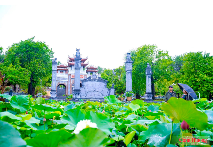 Các không gian ở xã Kim Liên rực sáng sắc sen, một hình ảnh thân thương, yên bình của quê Bác