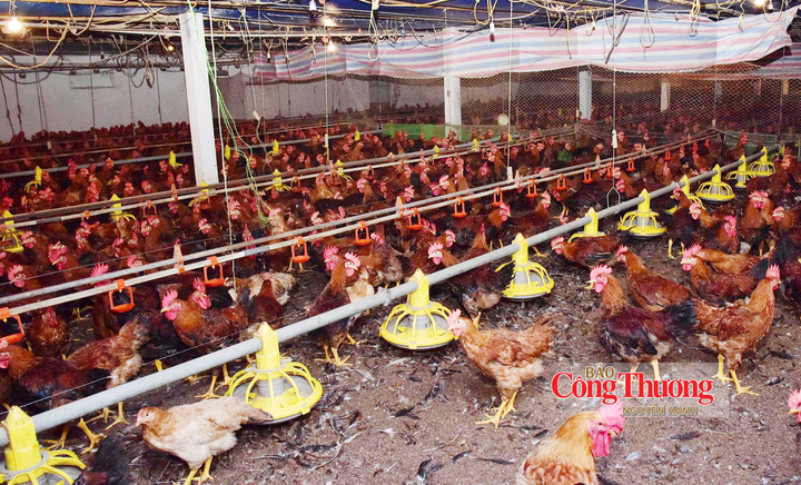 Mô hình chăn nuôi gà lông màu của gia đình ông Nguyễn Mạnh Hải, thôn Đan Thê, xã Bất Bạt, TP. Hà Nội.