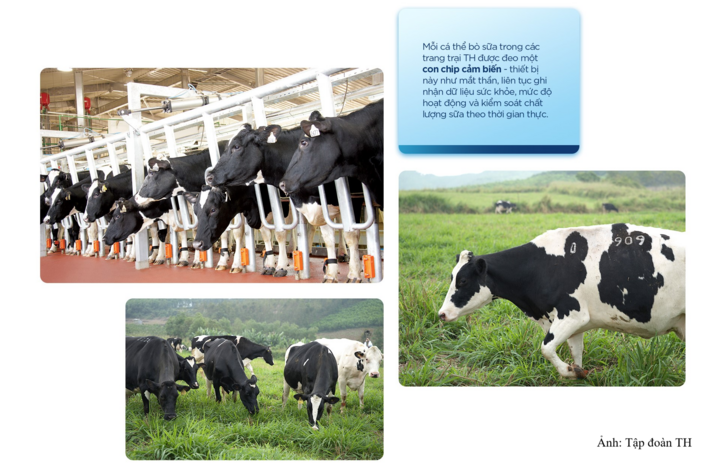 12 bước khép kín từ đồng cỏ đến ly sữa tươi sạch TH true MILK - 5