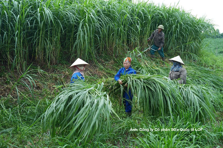 Từ cánh đồng cỏ của cha mẹ đến công việc trong chuồng bò của người con, một chuỗi sinh kế đã hình thành ngay trong cùng một gia đình.